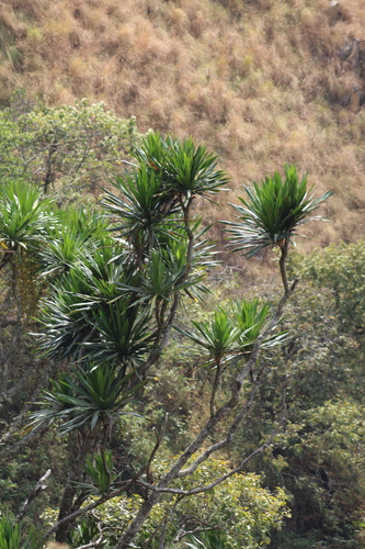 African Dragon Tree