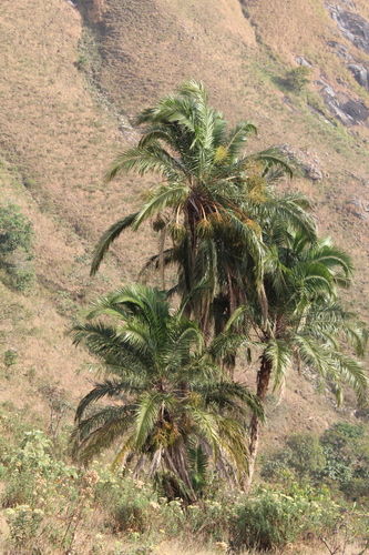 Reclining Date Palm