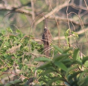 Speckled Mousebird