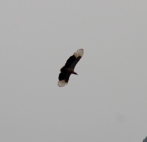 Palm-nut Vulture