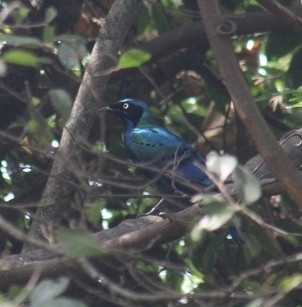 Splendid Starling
