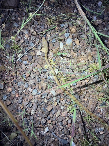 Brown Tree Snake sighting