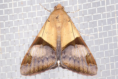 Image of Melipotis fasciolaris