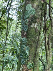 Monstera tuberculata image