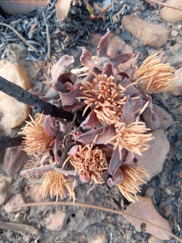 Cochlospermum tinctorium