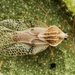 Woolly Nightshade Lace Bug - Photo (c) Jarrod Todd, all rights reserved, uploaded by Jarrod Todd