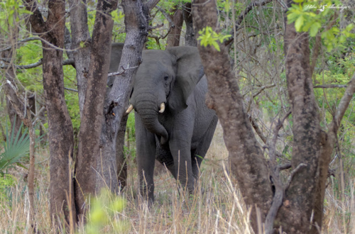 African Savanna Elephant
