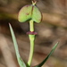 Euphorbia inundata garrettii - Photo 由 Jay L. Keller 所上傳的 (c) Jay L. Keller，保留所有權利