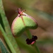 Euphorbia inundata - Photo (c) Jay L. Keller, todos los derechos reservados, subido por Jay L. Keller