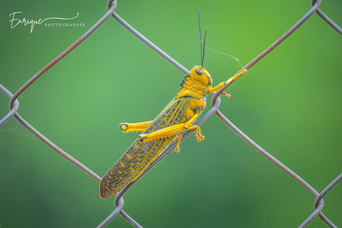 giant red-winged grasshopper