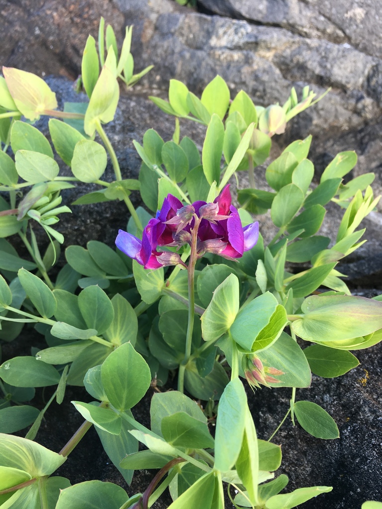 seaside pea (Lathyrus japonicus)  iNaturalist