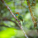 Blue-throated Motmot - Photo (c) Enrique Giron, all rights reserved, uploaded by Enrique Giron