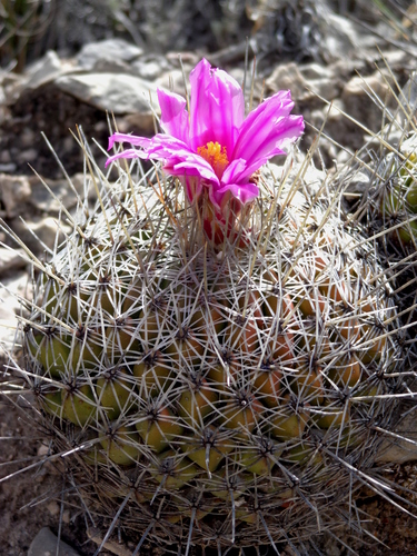 Thelocactus conothelos ssp. conothelos