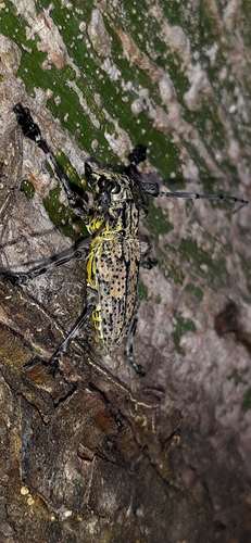 Steirastoma breve