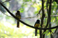 Trogon rufus image