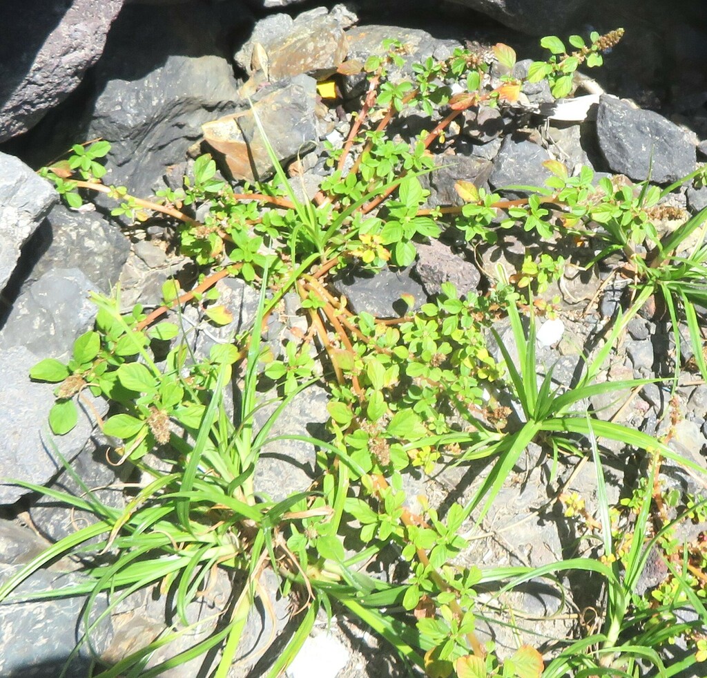 purple amaranth from Māngere Bridge, Auckland 2022, New Zealand on