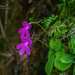 Pinguicula mesophytica - Photo (c) Enrique Giron, todos los derechos reservados, subido por Enrique Giron