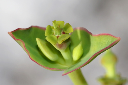 Euphorbia rosescens E.L.Bridges & Orzell