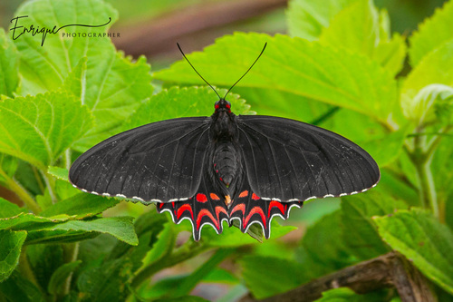 Pink-spotted Cattleheart