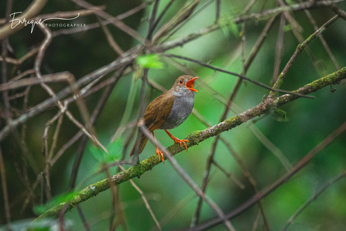 Orange-billed Nightingale-Thrush