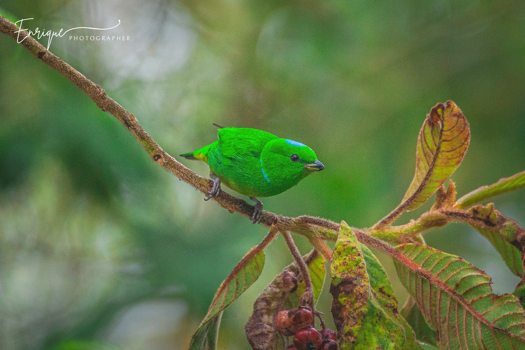 Blue-crowned Chlorophonia photo