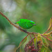Blue-crowned Chlorophonia - Photo (c) Enrique Giron, all rights reserved, uploaded by Enrique Giron