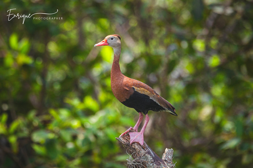 Lista de comprobación de Puerto Boyacá · iNaturalist Mexico