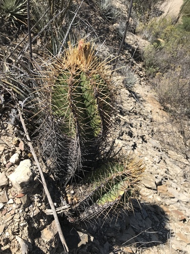 star cactus