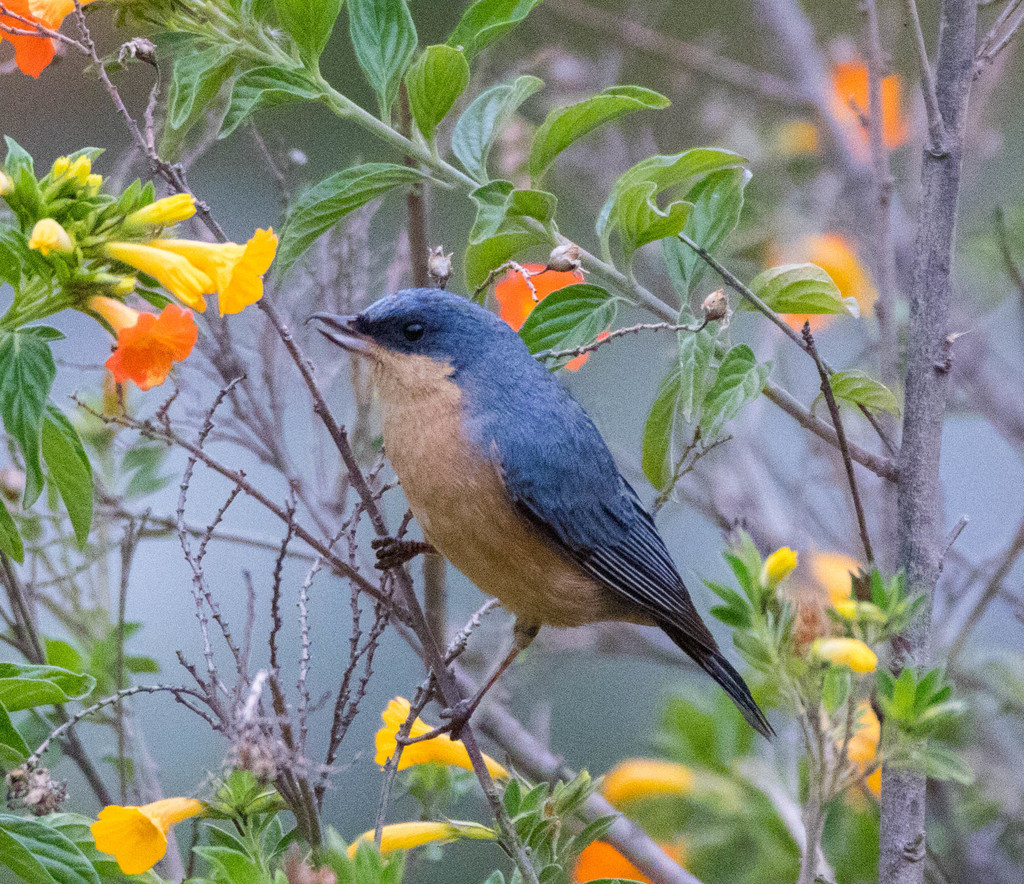 Pinchaflor Pechicanelo — imagen 4