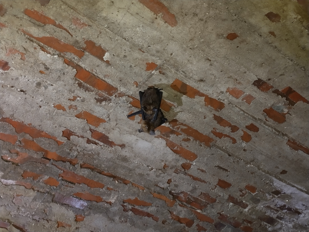 Hippoderus Armiger Hipposideros armiger terasensis from New Taipei, TW-NT-TP, TW on ...