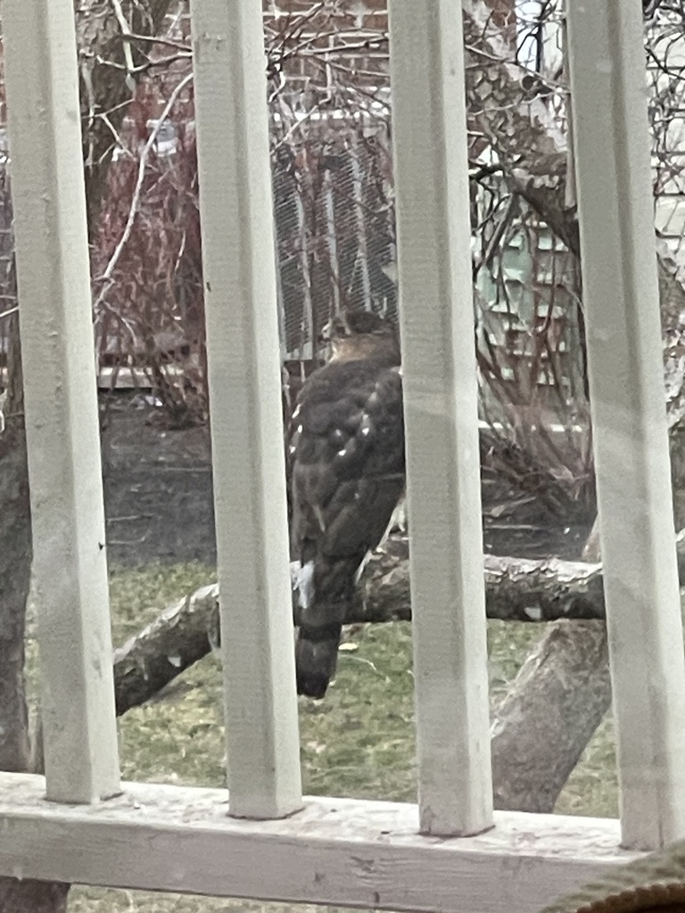 Cooper's Hawk from Aldgate Ct, Wheeling, IL, US on February 23, 2024 at