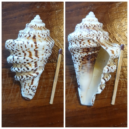 arthritic spider conch