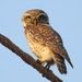 Spotted Owlet - Photo (c) Indushekhar Sharma, all rights reserved, uploaded by Indushekhar Sharma