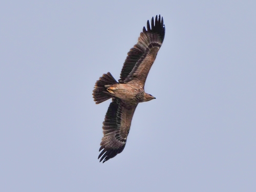 Avistamiento Águila imperial ibérica