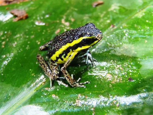 Pongo de Aguirre Poison Frog - Photo (c) Raymond Coderre, all rights reserved, uploaded by Raymond Coderre