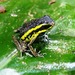 Pongo de Aguirre Poison Frog - Photo (c) Raymond Coderre, all rights reserved, uploaded by Raymond Coderre
