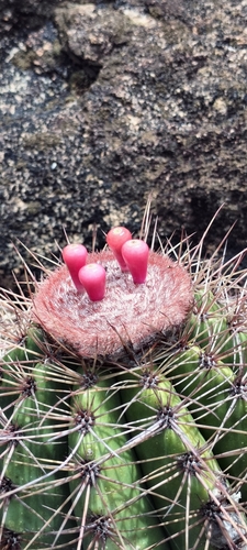 Melocactus ernestii ssp. longicarpus