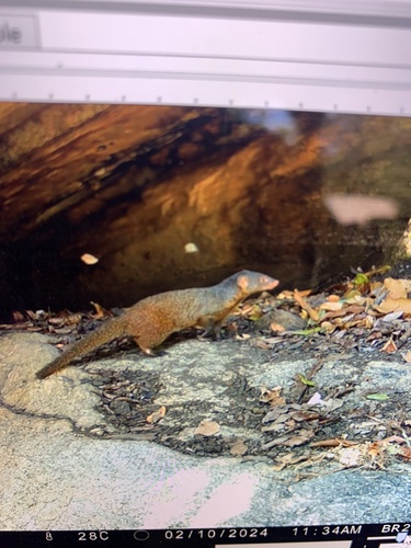 Pousargues' Mongoose