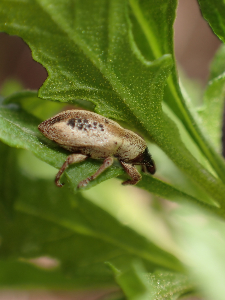 Gonipterini from Perth WA, Australia on February 4, 2024 at 0239 PM by