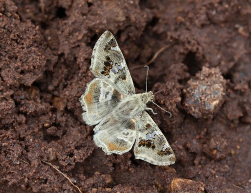 Ragged Skipper