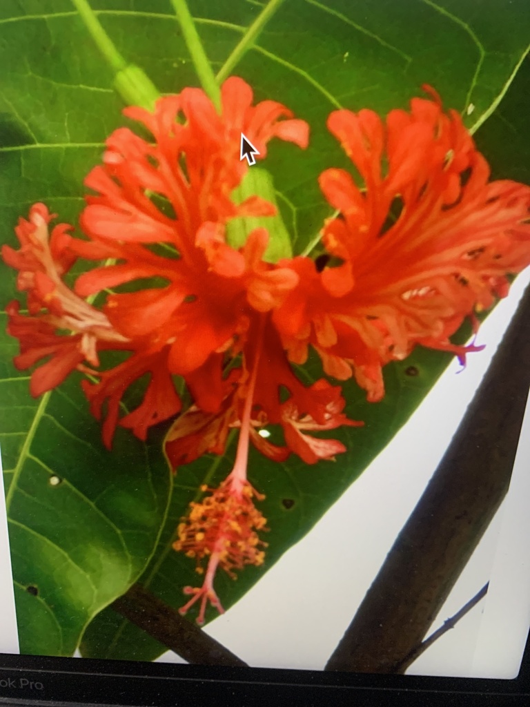 Spider Hibiscus from Kearney Rd, Fort Pierce, FL, US on December 9 ...