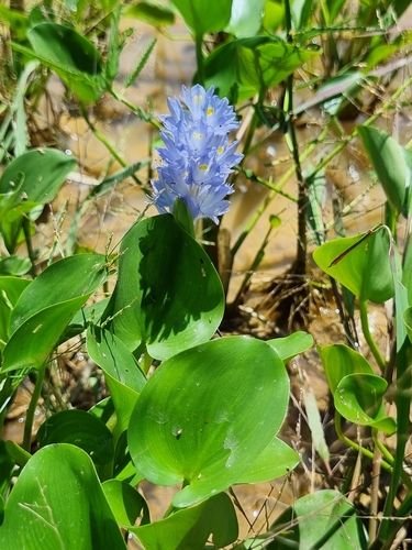 Pontederia subovata