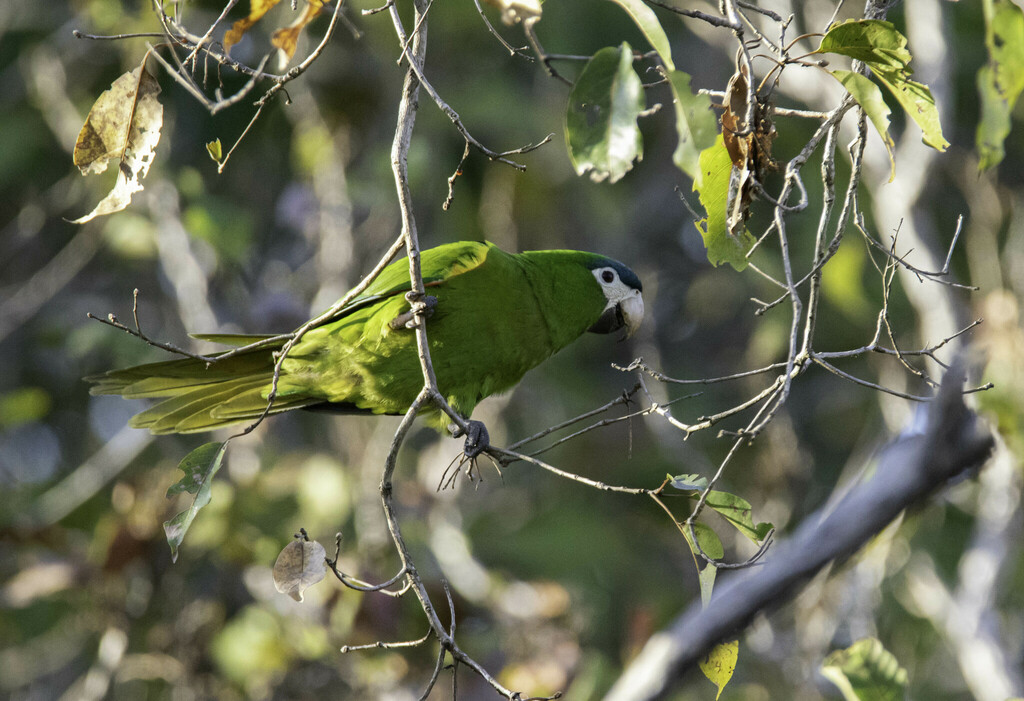 Noble macaw from Aquidauana - State of Mato Grosso do Sul, Brazil on ...