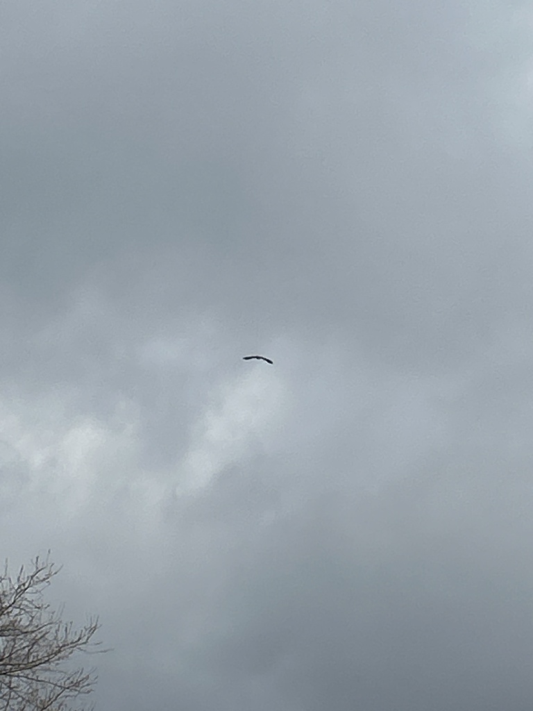 Bald Eagle from Middletown Rd, Parkton, MD, US on February 24, 2024 at