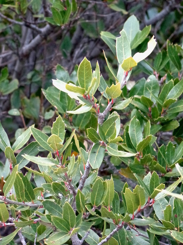Quercus galeanensis