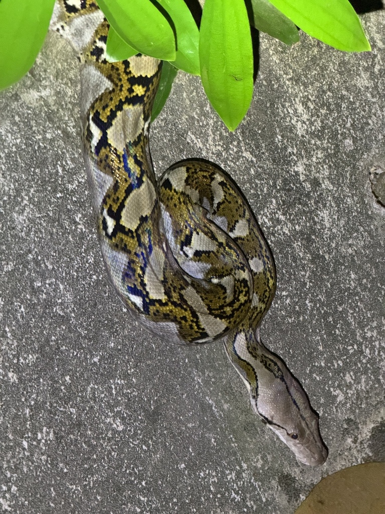 Reticulated Python from Singapore Island, SG on February 24, 2024 at 08 ...