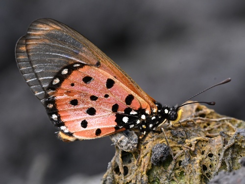 Wandering Donkey Acraea