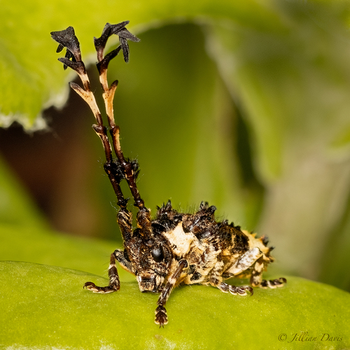 Cloniocerus kraussii White, 1855