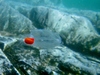 Typical Salps - Photo (c) Project Seawolf, all rights reserved, uploaded by Project Seawolf