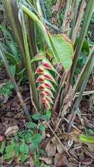 Heliconia wagneriana image